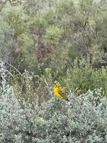 Yellow Canary