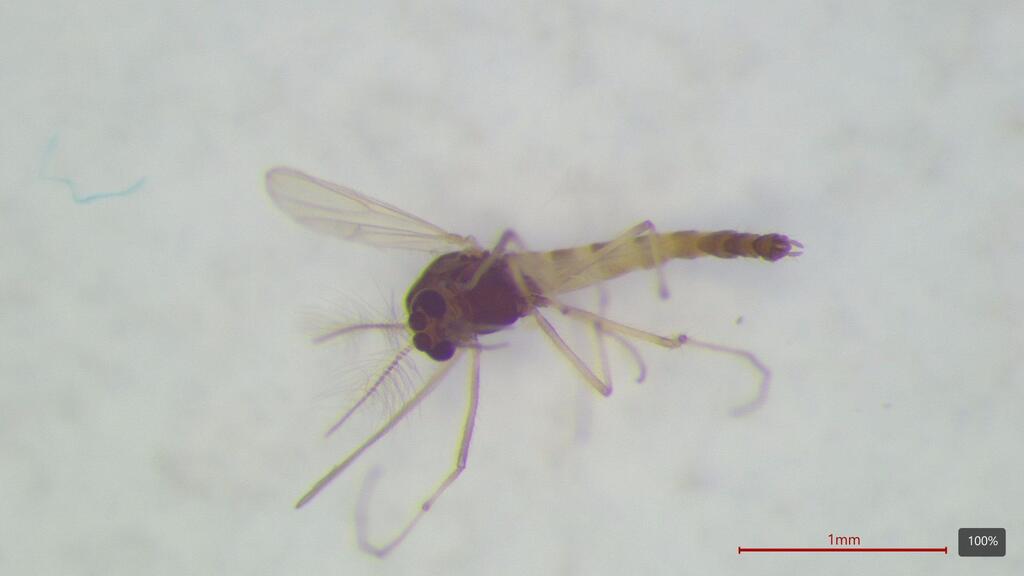 Apedilum subcinctum