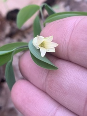 Uvularia sessilifolia