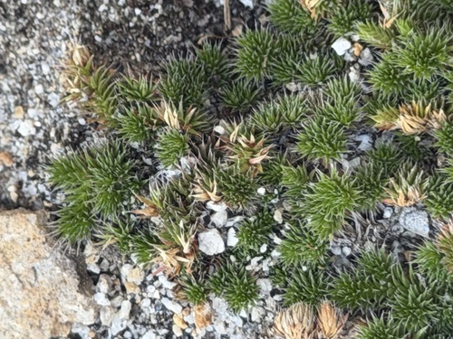 Selaginella hansenii, photograph 4