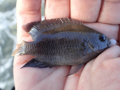 Stegastes leucostictus