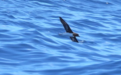 Pseudobulweria rostrata