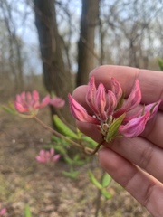 Rhododendron periclymenoides