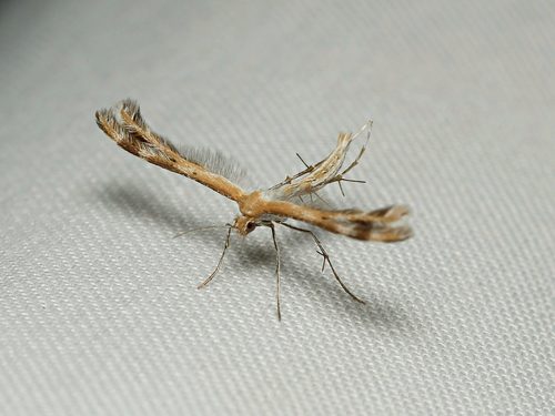 Spiderling Plume Moth