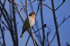 Haemorhous mexicanus