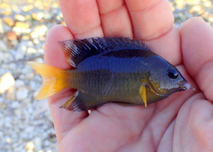 Stegastes leucostictus
