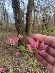 Rhododendron periclymenoides