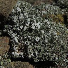 Cladonia apodocarpa