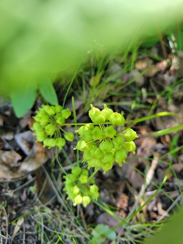 wild sarsaparilla