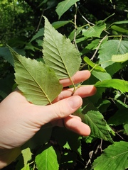 Betula × caerulea