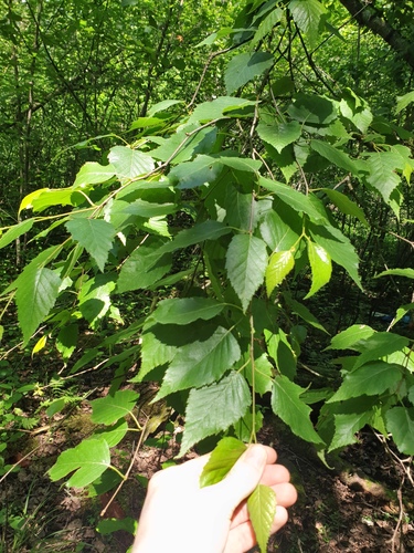 Betula × caerulea, photograph 1