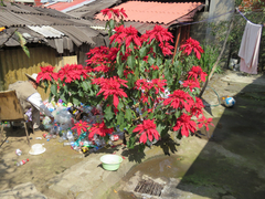 Euphorbia pulcherrima