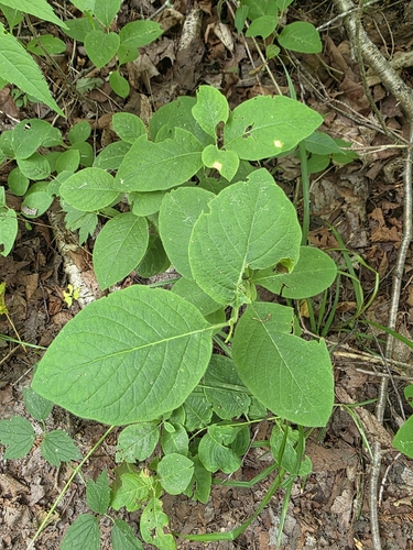 Lonicera hirsuta