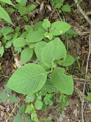 Lonicera hirsuta
