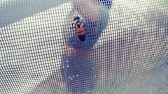 Apis mellifera