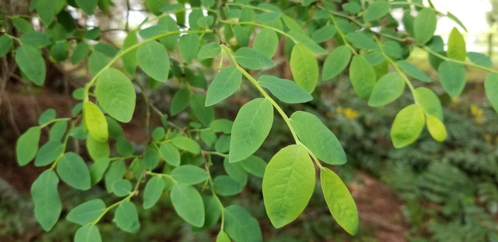 Red Hackberry Red Huckleberry in April 2020 by Lisa · iNaturalist