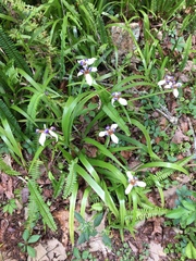 Trimezia gracilis