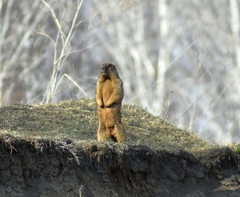 Marmota kastschenkoi