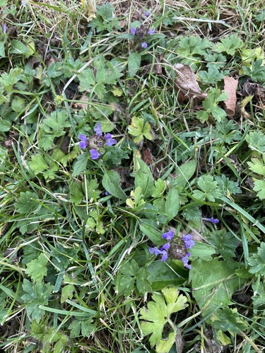 common selfheal