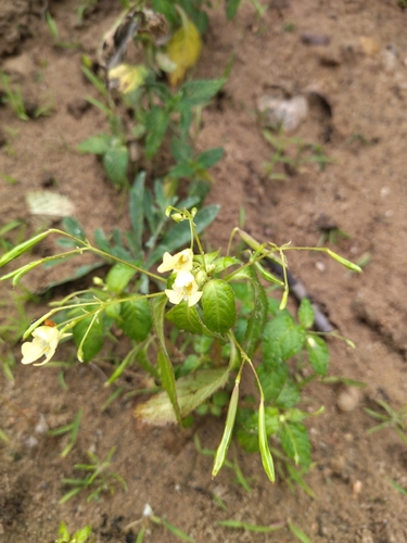 small balsam