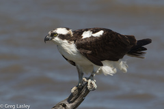 Águila Pescadora - Photo (c) Greg Lasley, algunos derechos reservados (CC BY-NC)