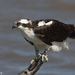 Osprey - Photo (c) Greg Lasley, some rights reserved (CC BY-NC), uploaded by Greg Lasley