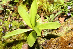 Clintonia