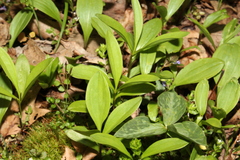 Clintonia