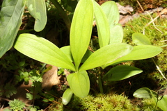 Clintonia