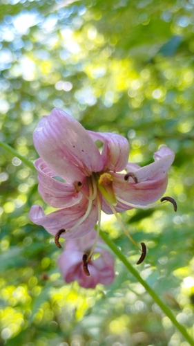 Martagon Lily