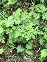 Dicentra formosa