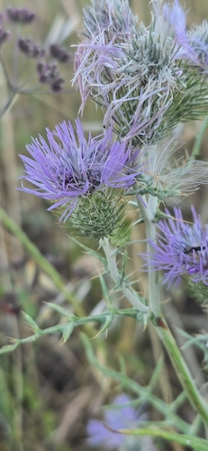 Boar Thistle