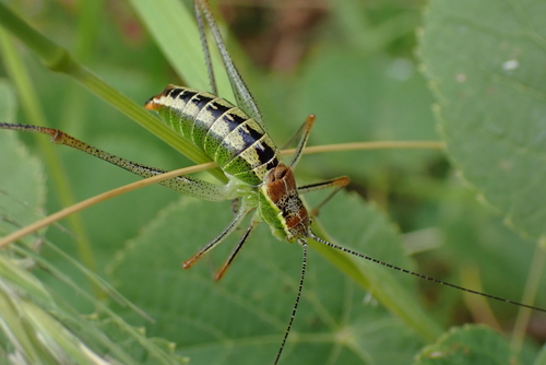 Ionian Bright Bush-Cricket