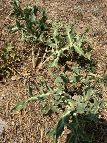 Field Eryngo