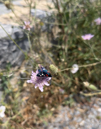 Variable Burnet