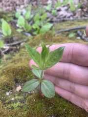 Lysimachia quadrifolia