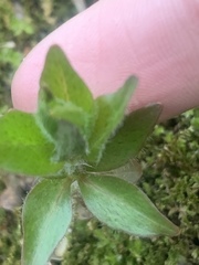 Lysimachia quadrifolia