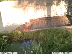 Sylvilagus floridanus