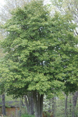 Maytenus boaria