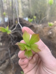 Clethra alnifolia