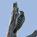 Downy × Ladder-backed Woodpecker - Photo (c) Greg Lasley, some rights reserved (CC BY-NC), uploaded by Greg Lasley