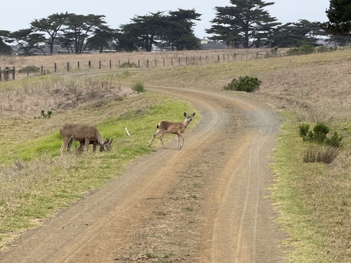 iNaturalist observation photo of Mule Deer