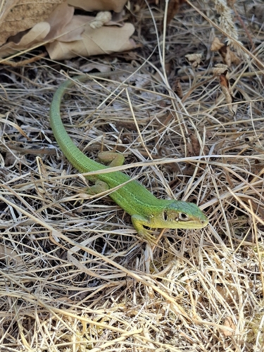 Western Green Lizard