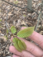 Castanea dentata