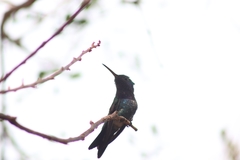 Chrysuronia coeruleogularis