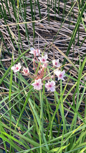 Flowering-rush