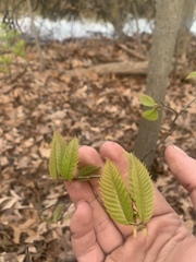 Castanea dentata
