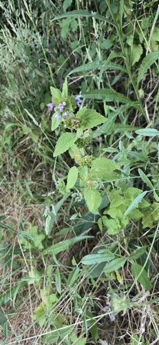 Black horehound