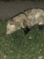 Didelphis virginiana