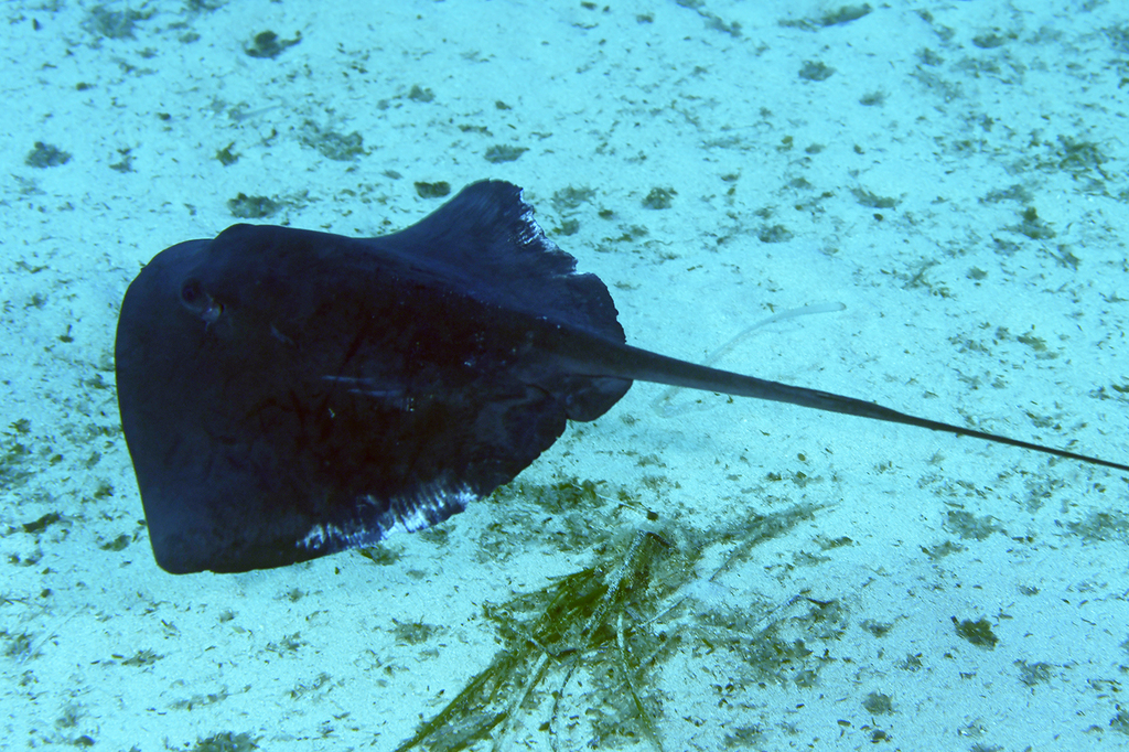 Dark pelagic stingray gliding low over a sandy seabed with seagrass